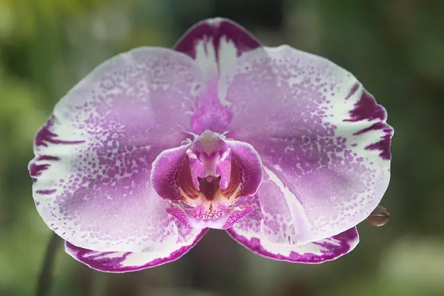 Les meilleures plantes pour améliorer l'ergonomie de votre bureau