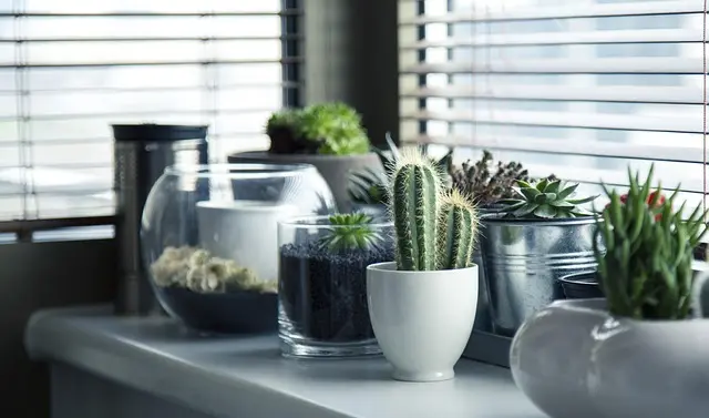 Comment bien intégrer des plantes pour un bureau ergonomique